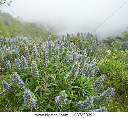 Echium Callithyrsum