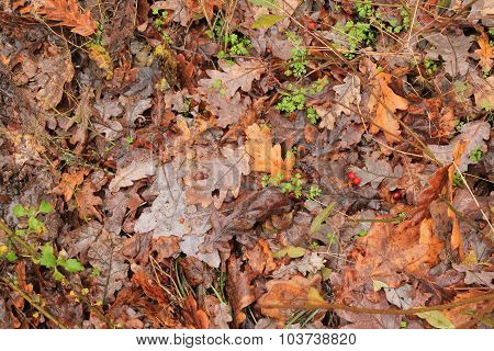 Carpet of leaves