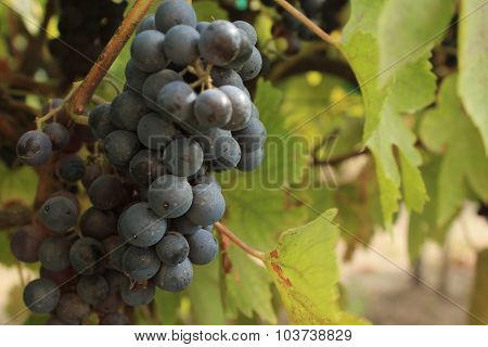 Grape with leaves