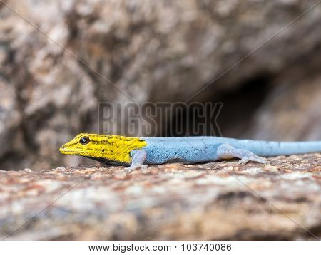 Yellow-headed Dwarf Gecko
