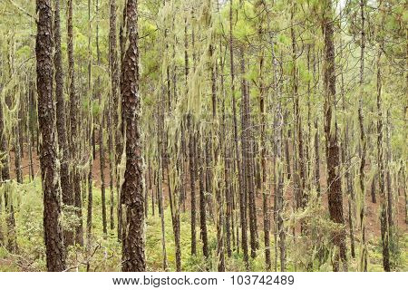 Gran Canaria, Nature Park Tamadaba