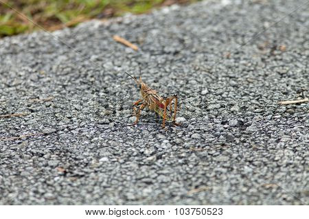 Grasshopper