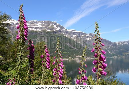 Digitalis Flower