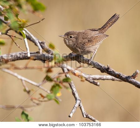 House Wren Perched On A Branch