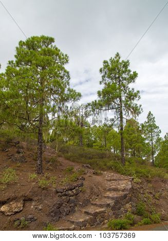Gran Canaria, Nature Park Tamadaba