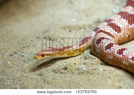 red sand snake