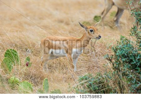 Blackbuck Antelope Calf