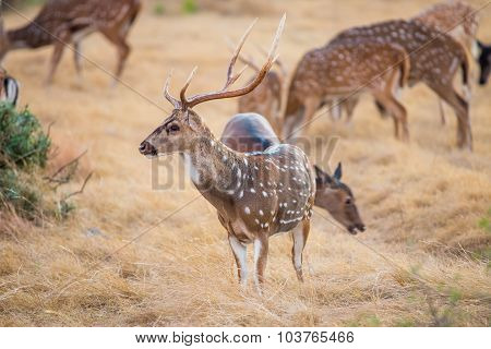 Axis Deer