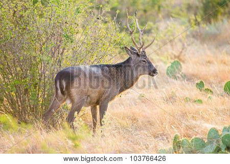 Sika Deer Buck