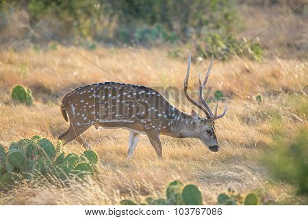 Spotted Deer