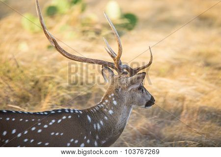 Axis Deer Close Up
