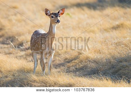Spotted Deer Doe