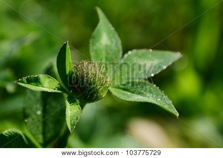 Clover Bud With Sparkling Dew Drops