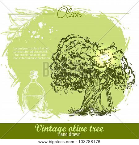 Vintage hand drawn olive tree and olive oil botlle