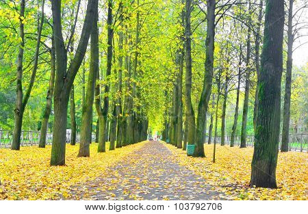 Alley In Autumn.