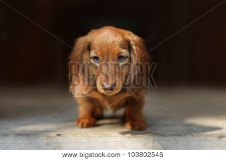 Portrait of Dashund dog