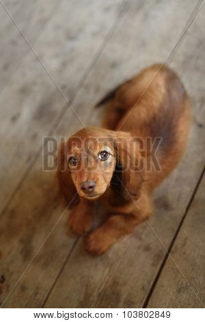 Portrait of Dashund dog