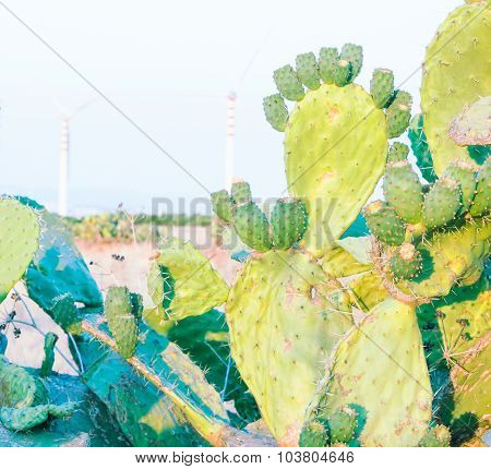 Inside Of A Prickly Pear