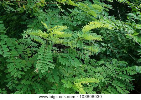 Black Locust