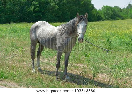 Home horse on a green field