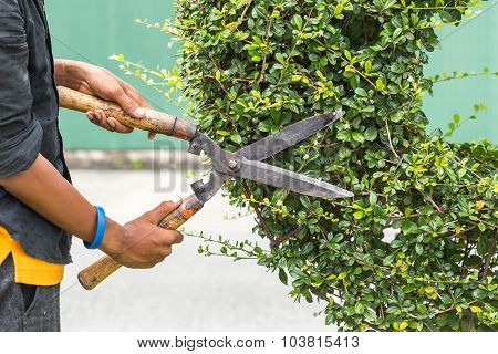 Gardener Cutting A Hedge In The Garden