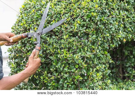 Gardener Cutting A Hedge In The Garden