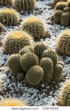 Cactus Field