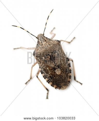 Mottled Shield Bug isolated on white