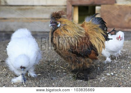 Pavlovskaya breed of chickens on farm.