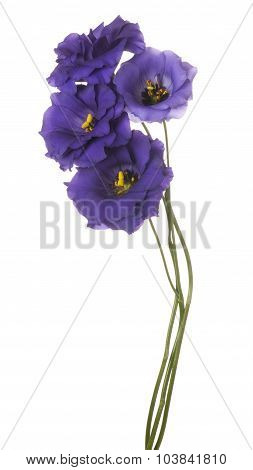 Eustoma