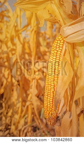 Maize Corn Ear On Stalk