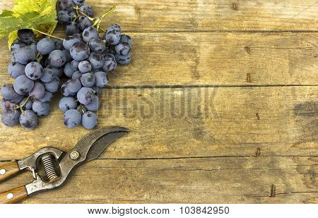 Vineyard Harvest