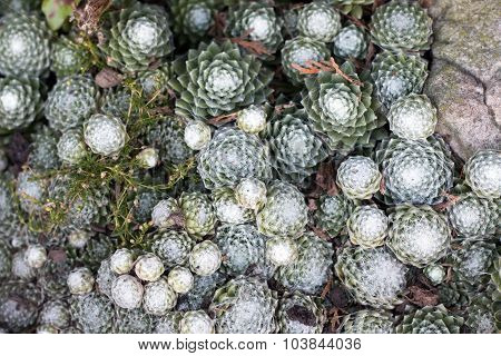 Houseleek