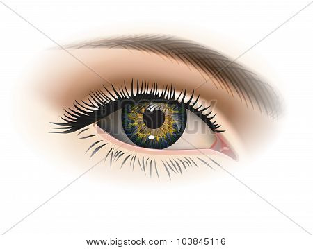 Female eye closeup. Vector
