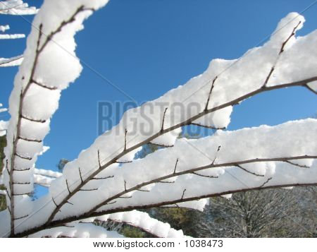 Første sne på en gren 