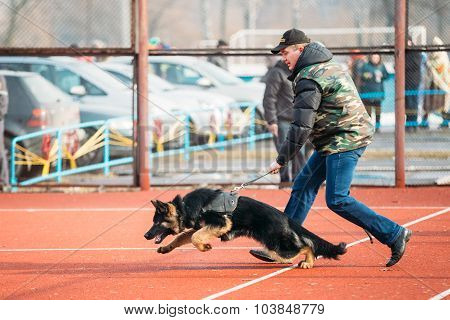 German shepherd dog training in Gomel Regional sports club and d