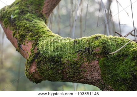 the tree trunk covered with the moss