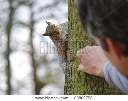 Man giving food to a squirrel on a tree
