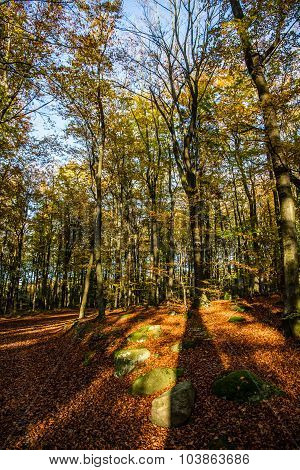 Beautiful Autumn Beeches-voderady,czech Republic