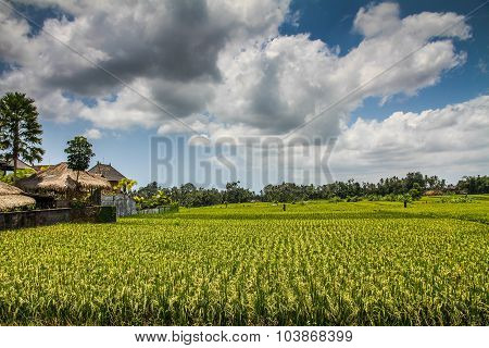 Wide Green Rice Terraces - Bali, Indonesia