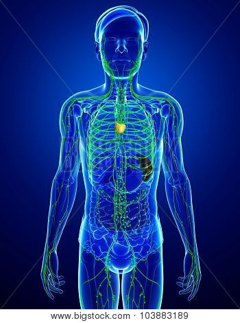 Lymphatic System Of Male Body