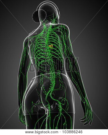 Lymphatic System Of  Female Body