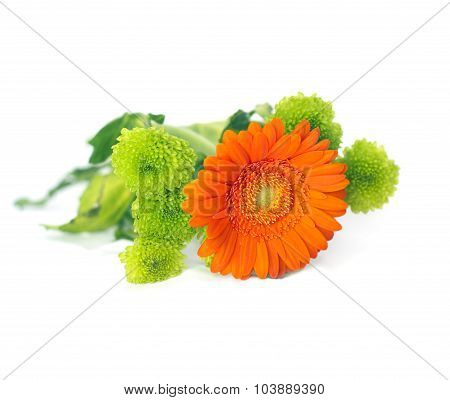 Orange Herbera