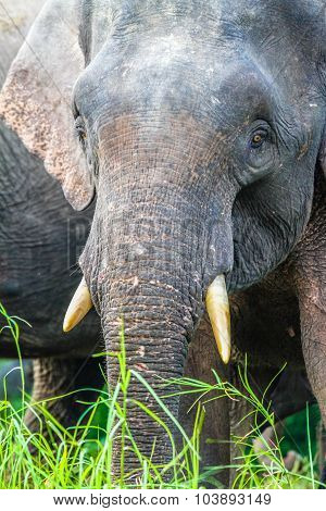 Elephant Closeup In The Jungle-borneo, Malaysia