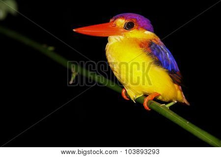 Colorful Kingfisher In The Dark-borneo,malaysia