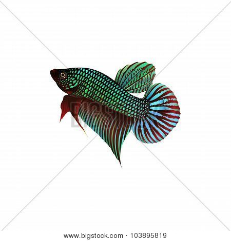 Fighting Fish On White Background