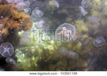 Jellyfish In The Sea.