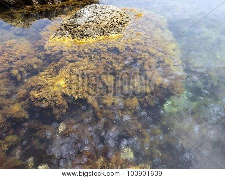 Cluster Of Jellyfish Among The Kelp.