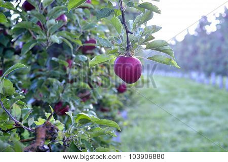 Red apples in an orchard early on the morning
