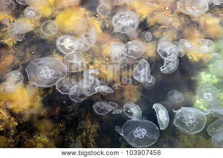 Many Of The Jellyfish Among Kelp.